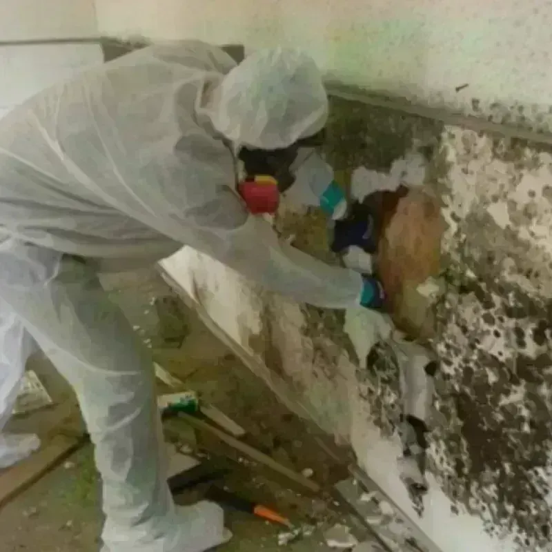 Mold Remediation and Removal in Jaffrey, NH